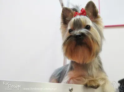 Strzyżenie Psów - Fur Design - Mistrz Groomingu Małgorzata Lipka